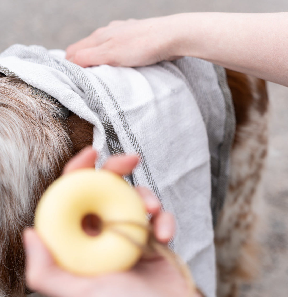 Koiran pesu – parhaat vinkit syksyn kurakeleihin