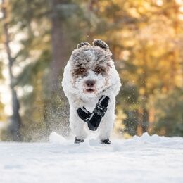 Lämpöä lumen keskelle