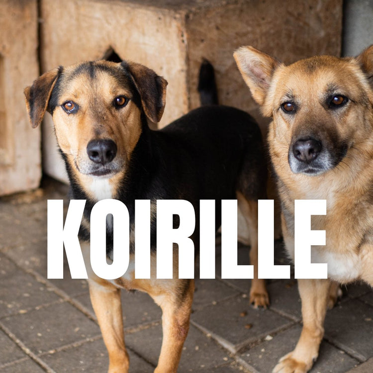 Koirille