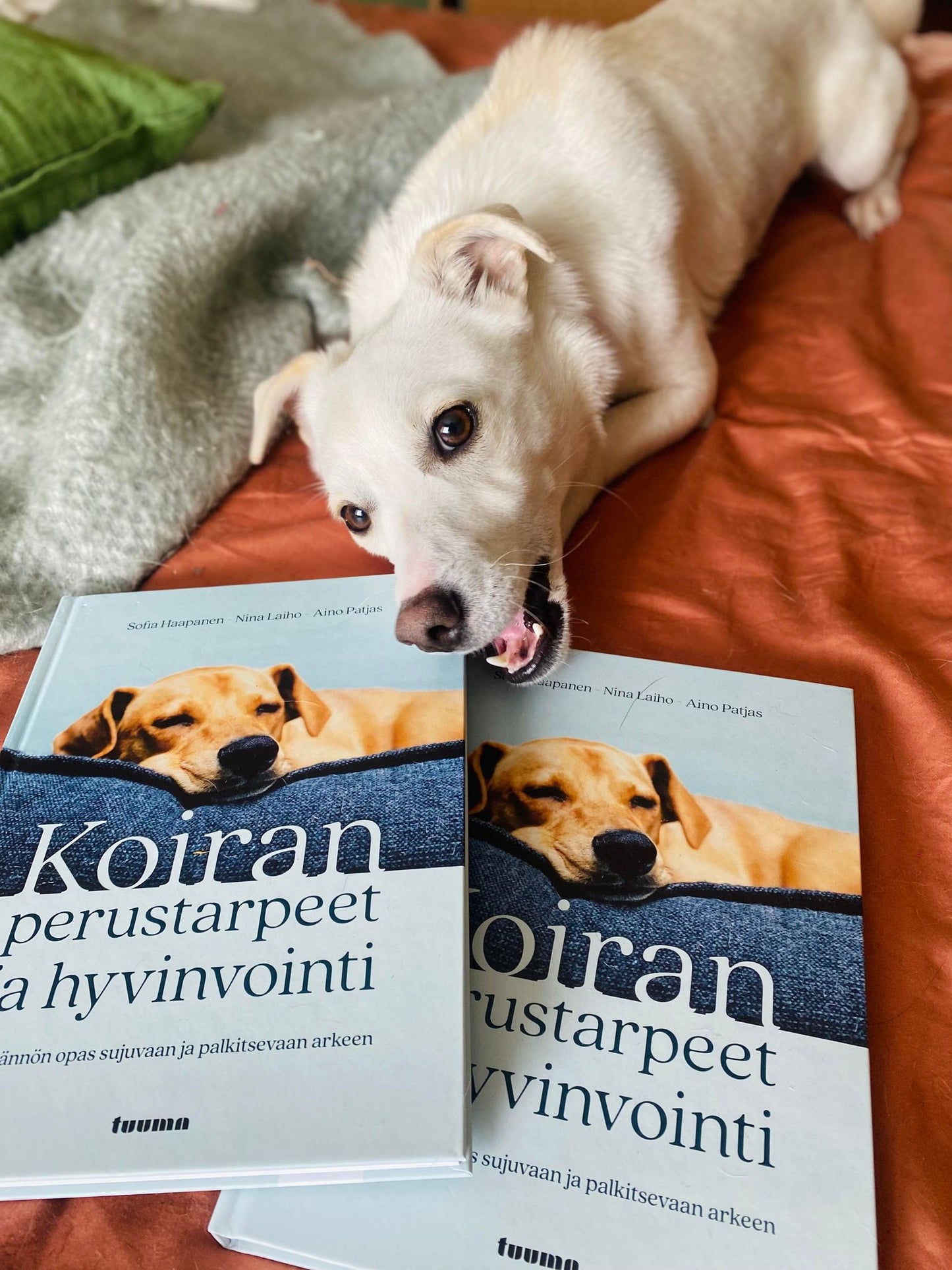 Koiran perustarpeet ja hyvinvointi - Käytännön opas sujuvaan ja palkitsevaan arkeen
